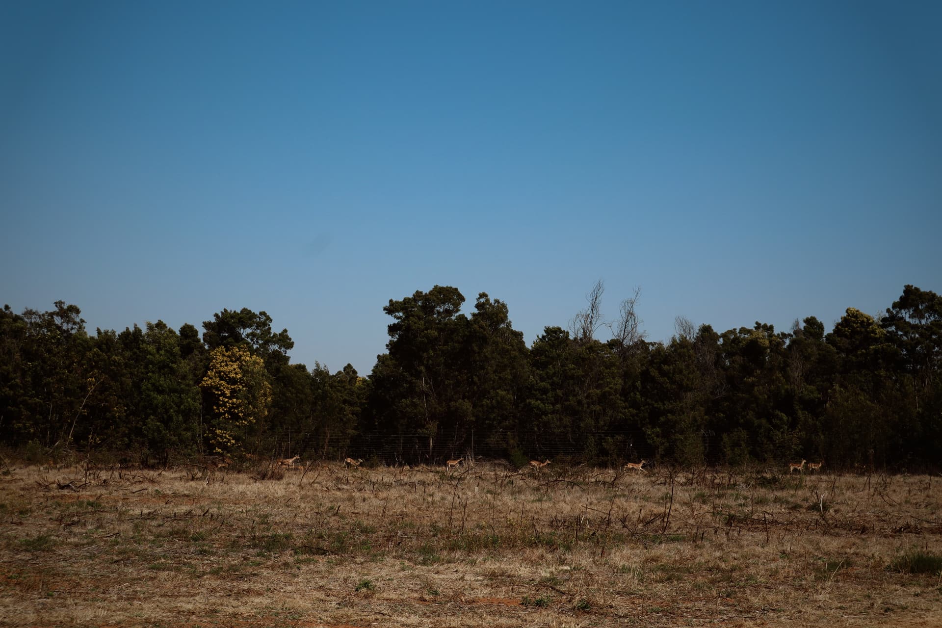 Impala at the treeline