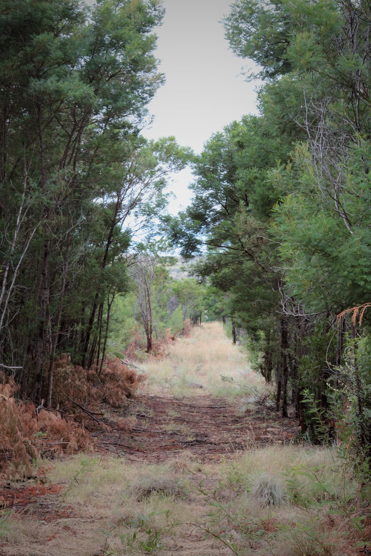 Wooded trails