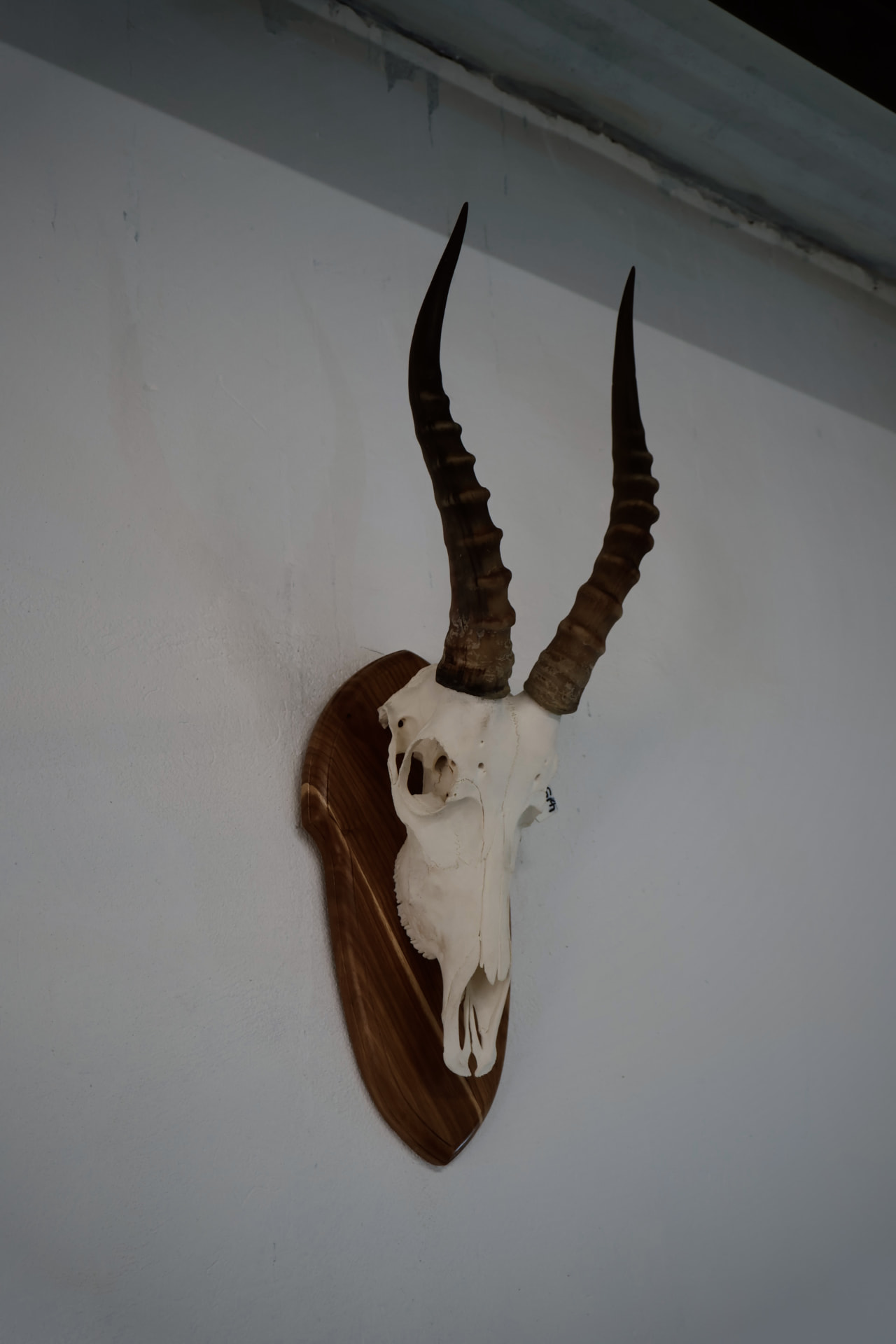 Mounted impala skull on the lodge wall