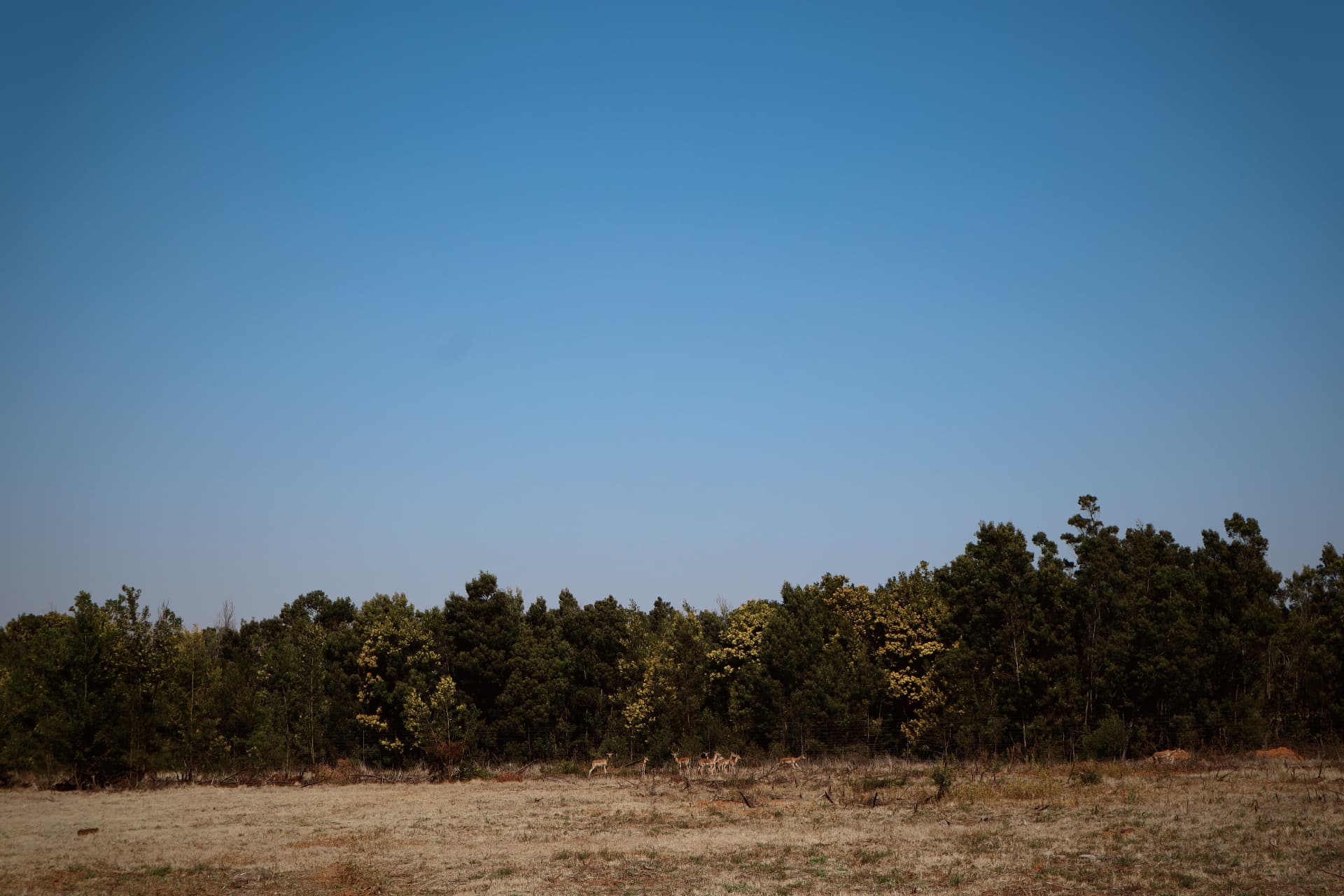 Open grassland